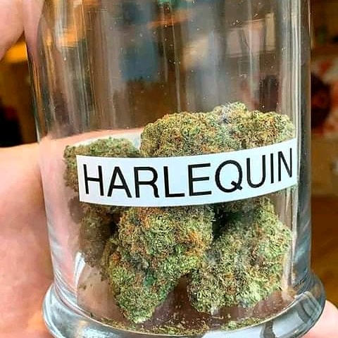 JamesonLevi1's tweet photo. #harlequin #hellmonkey #purplepunch #blueberries #bluedreams #smokinghigh #cannabiscommunity420 #CannabisCommunity #gorillaglue #greencracks https://t.co/DE6l7yaN7Y