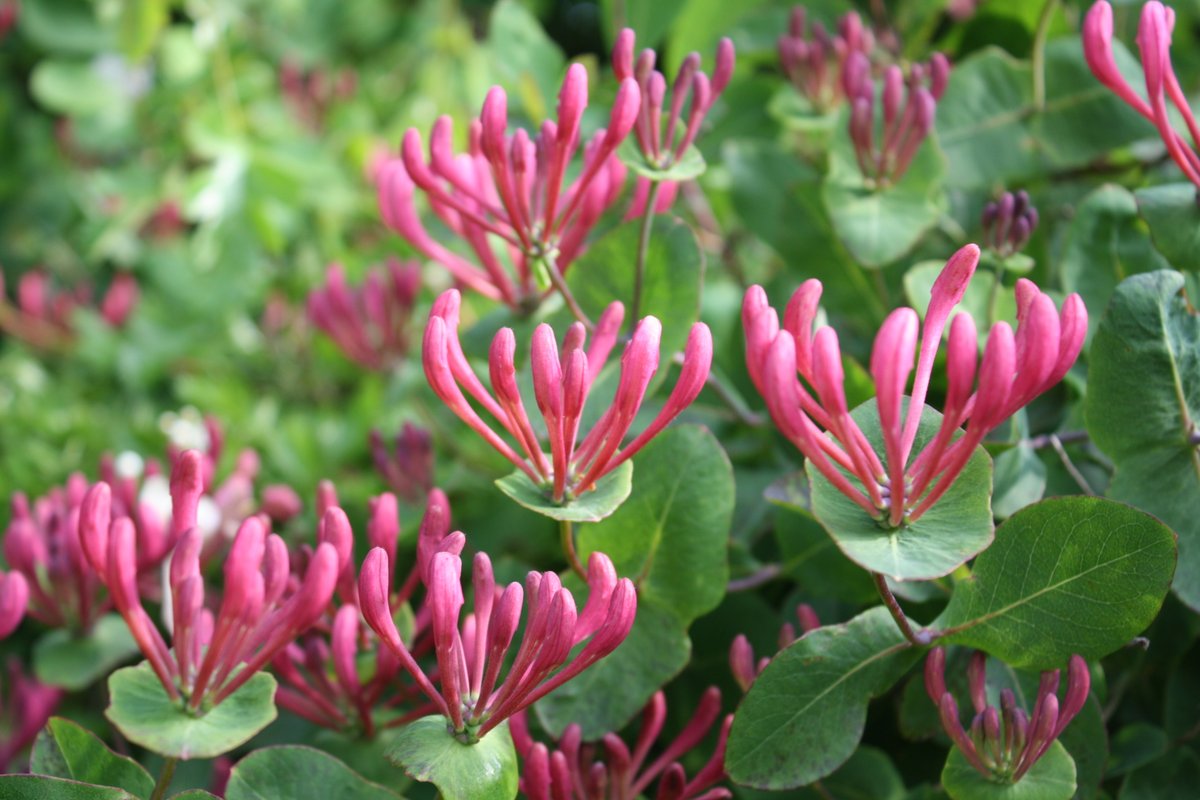 llevelogd's tweet photo. Did you know that the scent of honeysuckle is strongest in the evening when its primary pollinator, the moth, is active. Natural selection has meant it is perfectly attuned to attracting moths with a heady scent it knows they will love.

#lonicera #honeysuckle #wildlife #garden https://t.co/wj4hW5hBJ0