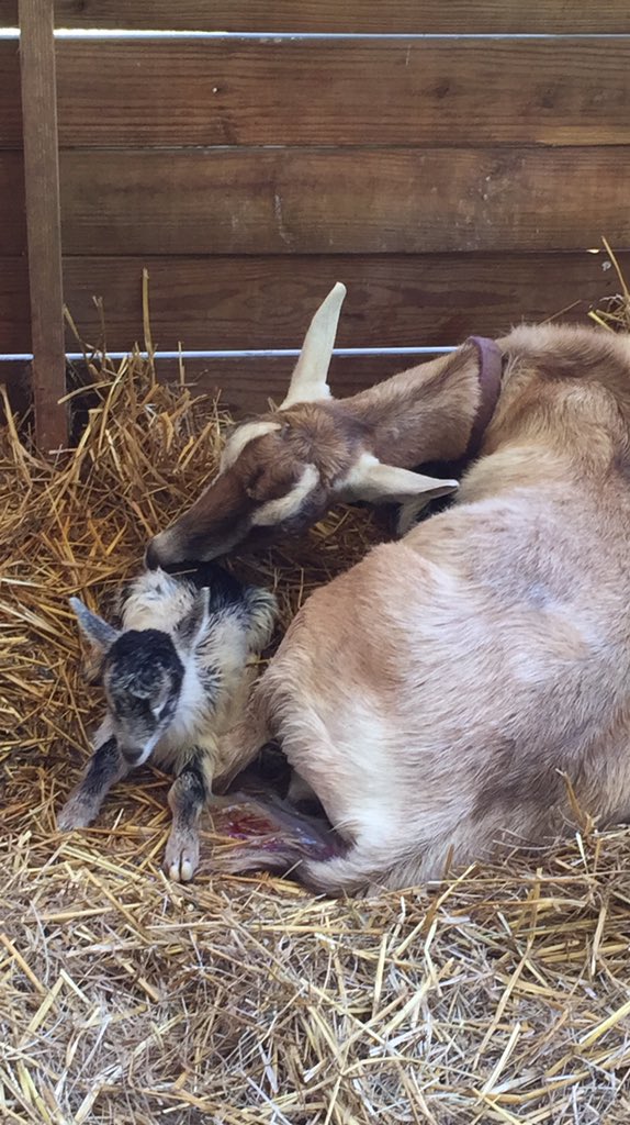 We had our first baby goats born today!! ❤️❤️