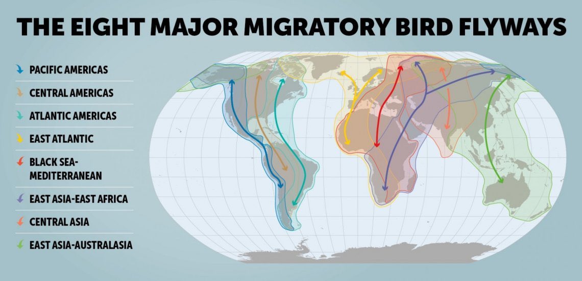 أنواع_هجرة_الطيور في هذا الثريد سوف أوضح أنواع هجرة الطيور التي تعبر