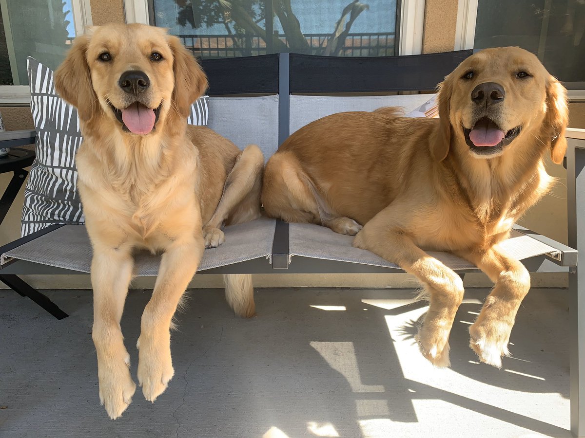 MsGsCuties's tweet photo. It’s pet day!! Happy to have these girls keep me company (and steal my seat) while we are learning from home! 🦮💛🦮#VirtualSpiritWeek #CCPSProud @collierschools https://t.co/Ejqz0pGz1G