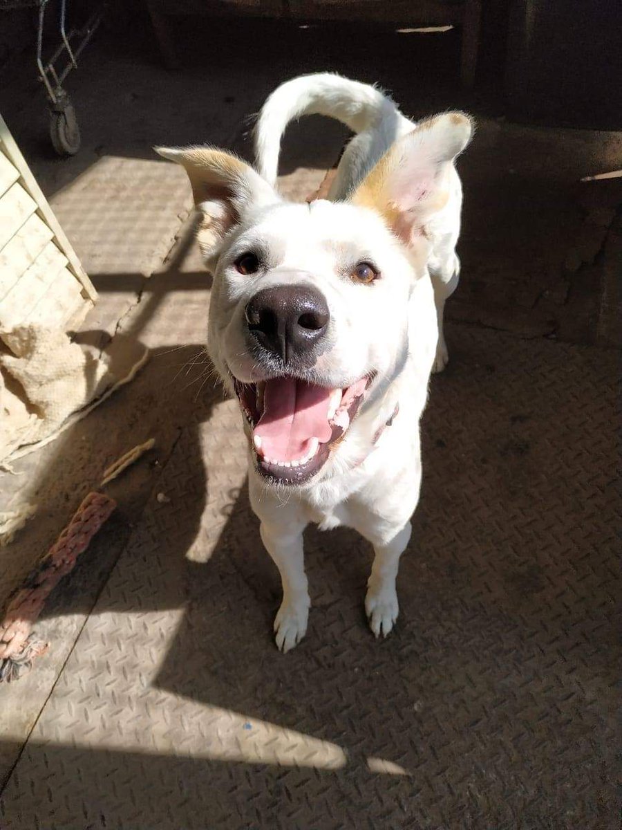 Amigos! Necesitanos difusión y un hogar temporal 🙏
Este pequeño ha aparecido hoy dentro de la Usach con su collar, es de tamaño mediano/grande, muy tranquilo y de un año aproximadamente.
Necesitamos encontrar su hogar o en su defecto un hogar temporal donde pueda estar seguro 🐾