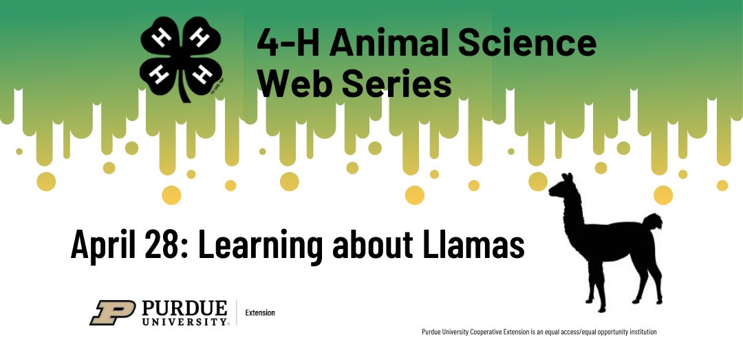Indiana4h's tweet photo. The fifth session of our animal science web series from @PurdueExtension 4-H Youth Development will be live on Tuesday, April 28 at 3:00 ET!

Learn about Llamas with us from PC, Mac, Linux, iOS or Android: https://t.co/Fggd8l1wCN https://t.co/B8zn7F71N5