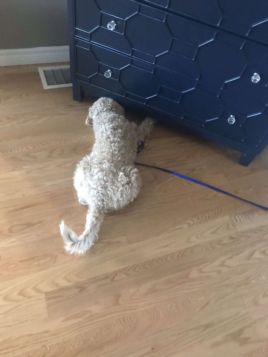 Murphy29547703's tweet photo. Digging for treasure🤪 https://t.co/VA2WAqTStf