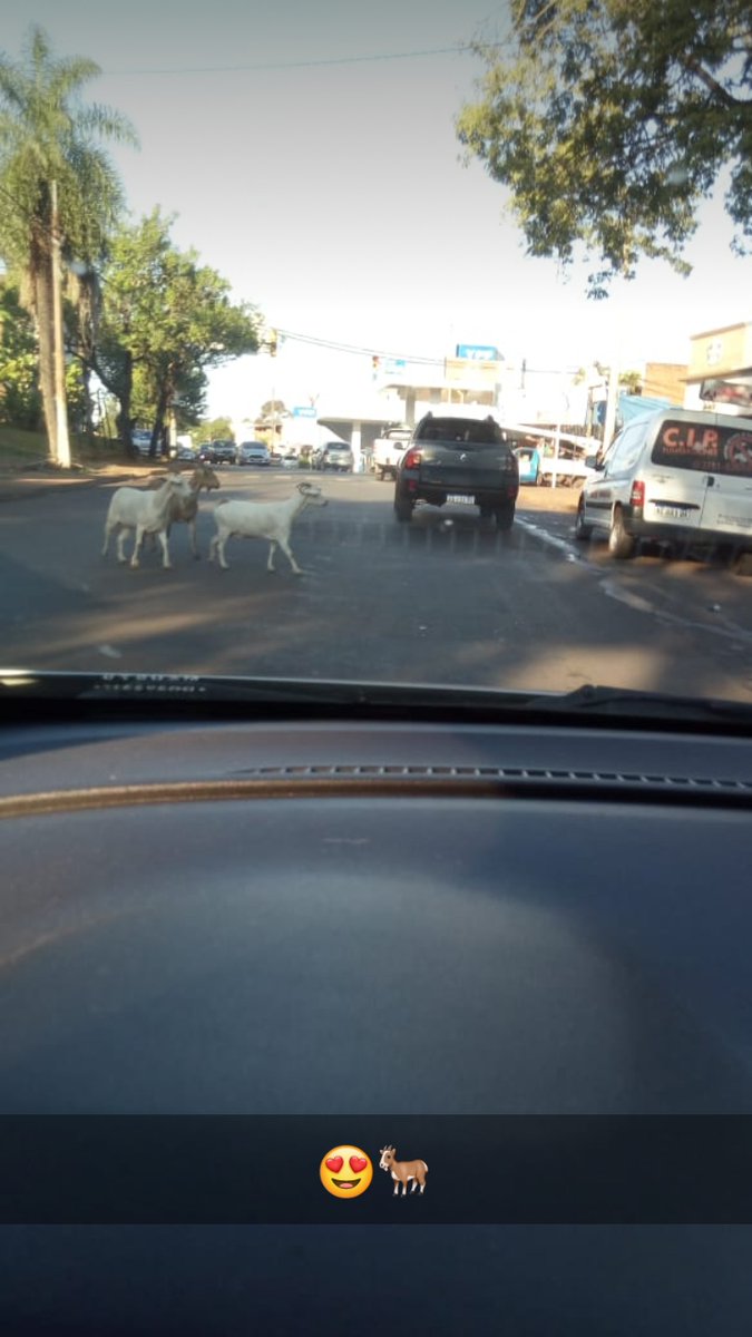 eldopolis's tweet photo. #ATENCIÓN Una postal poco usual. Tres cabras deambulando por la avenida San Martín, zona kilómetro 8. 
Fotos: aporte de lectores. https://t.co/J7f2zsK7fo