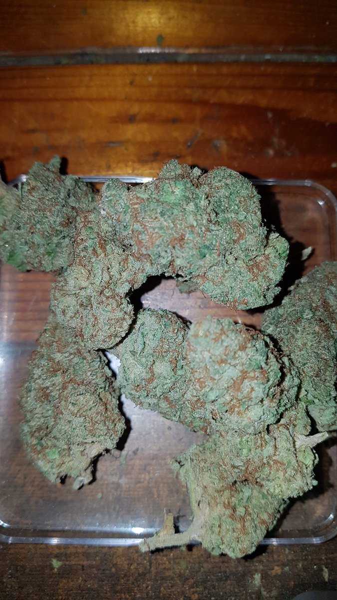 74Common's tweet photo. Mimosa. Nice and citrusy. Good overall buzz.
#CannabisCommunity
#NiceBuds https://t.co/WaWDoUTqdG