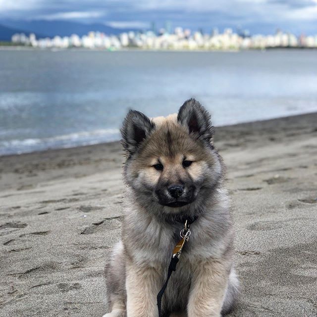 Destination Vancouver tweet media