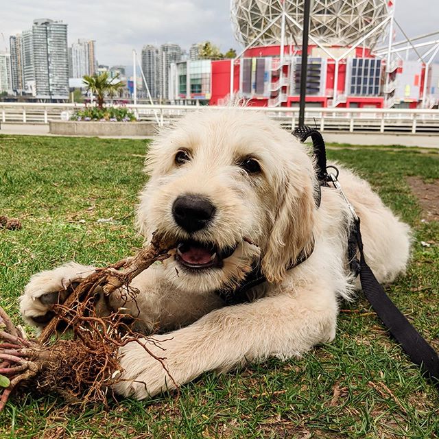 Destination Vancouver tweet media