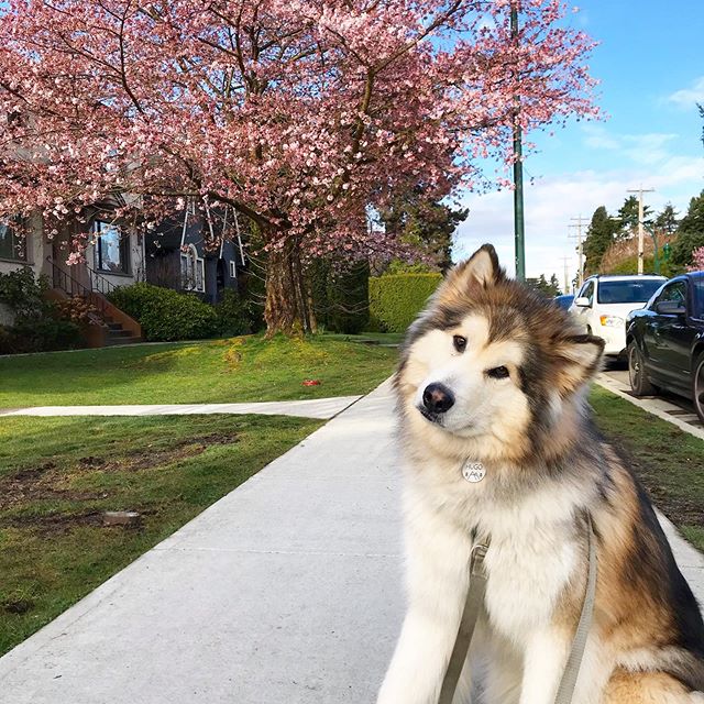 Destination Vancouver tweet media