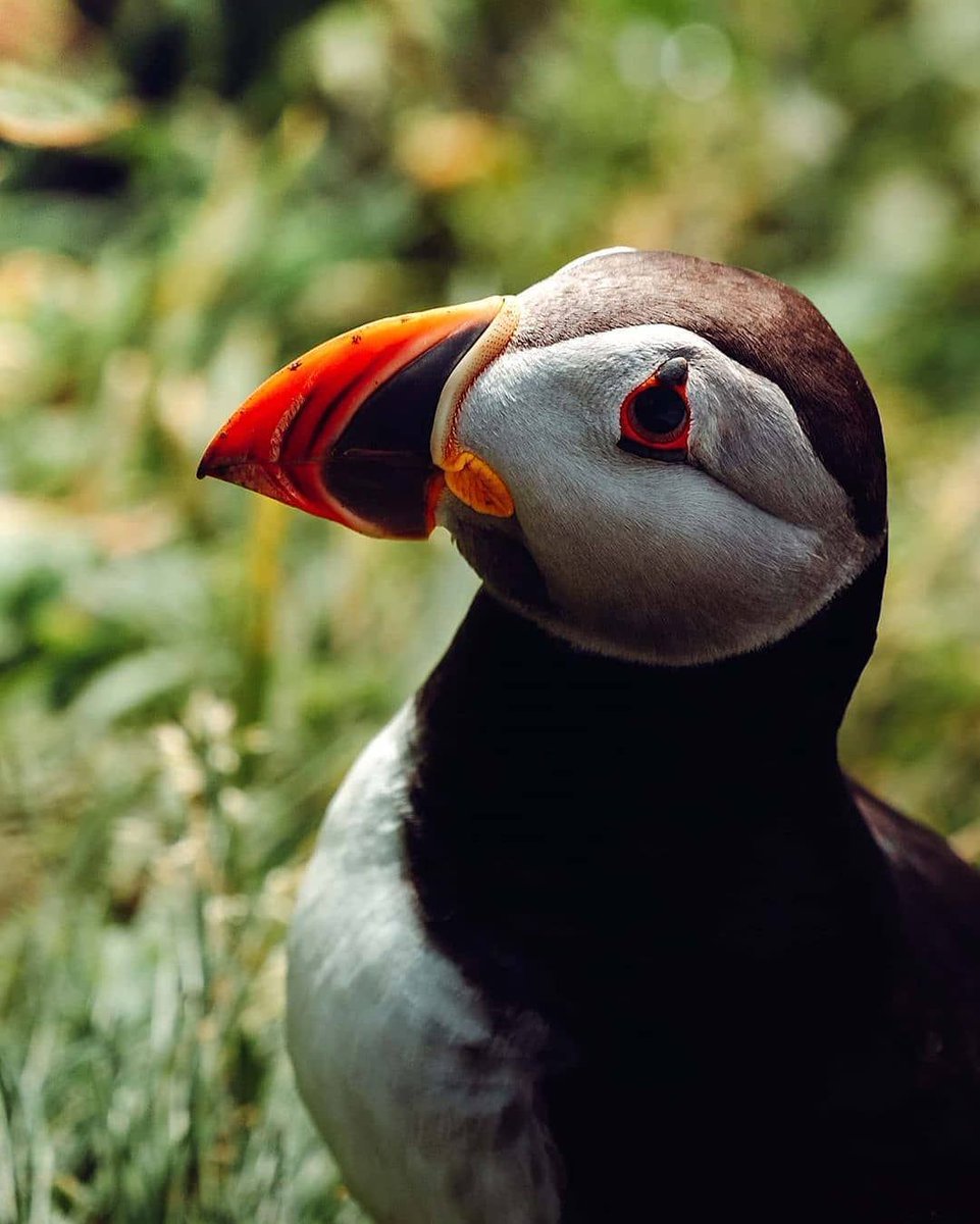 hiddenscotland_'s tweet photo. The Treshnish Isles, a small archipelago of volcanic islands and skerries is home to the Isle of Lunga, a puffin paradise with thousands of sea birds.

📸 https://t.co/TYnMlmmboV https://t.co/6160yC85c3