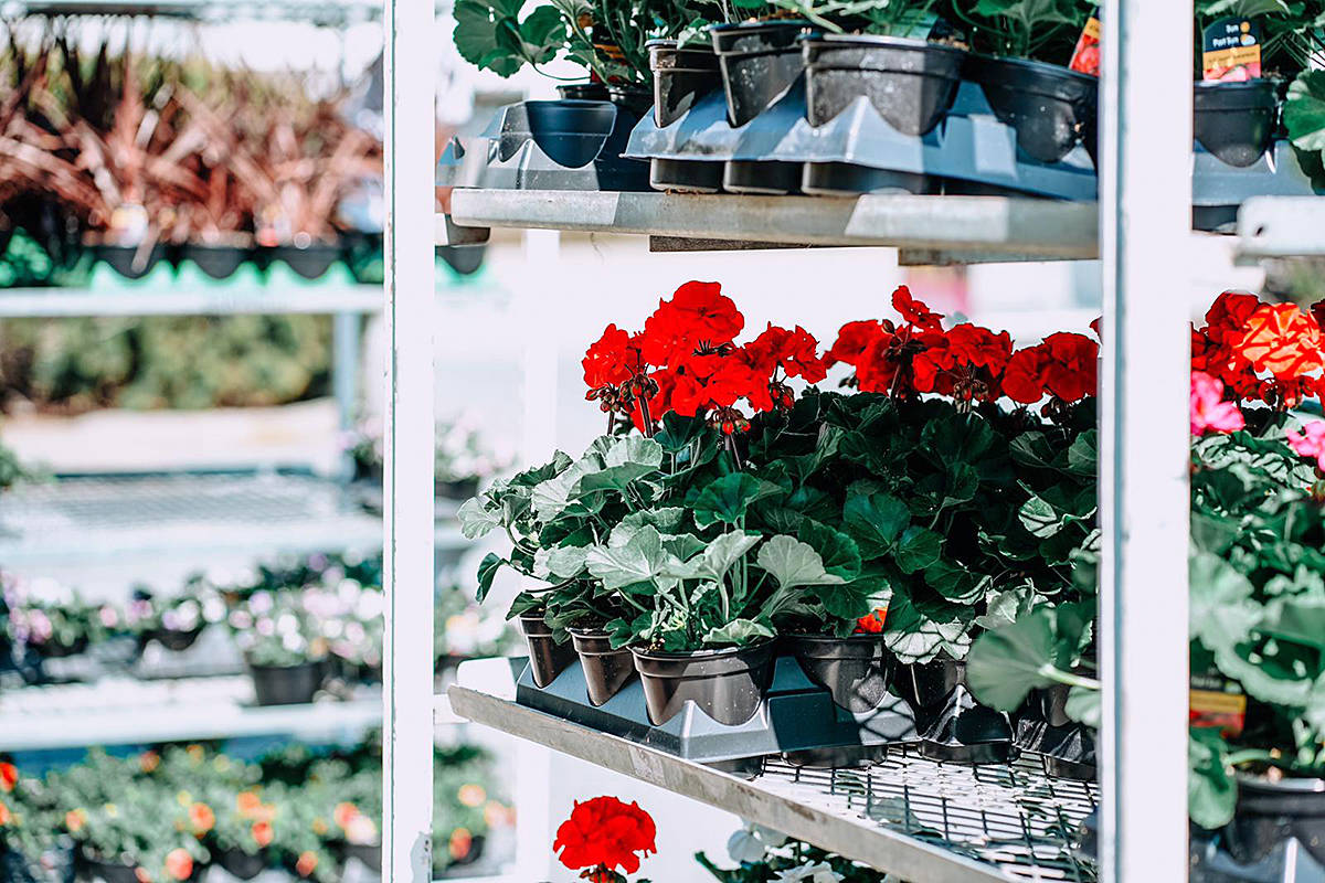 Partnership between two large Langley businesses could help stem COVID-related losses for both. The collaboration gets underwayon the holiday Friday, with a series of pop-up garden shops being introduced to sell an abundance of spring plants that superfloral.com/rss-feeds/grow…