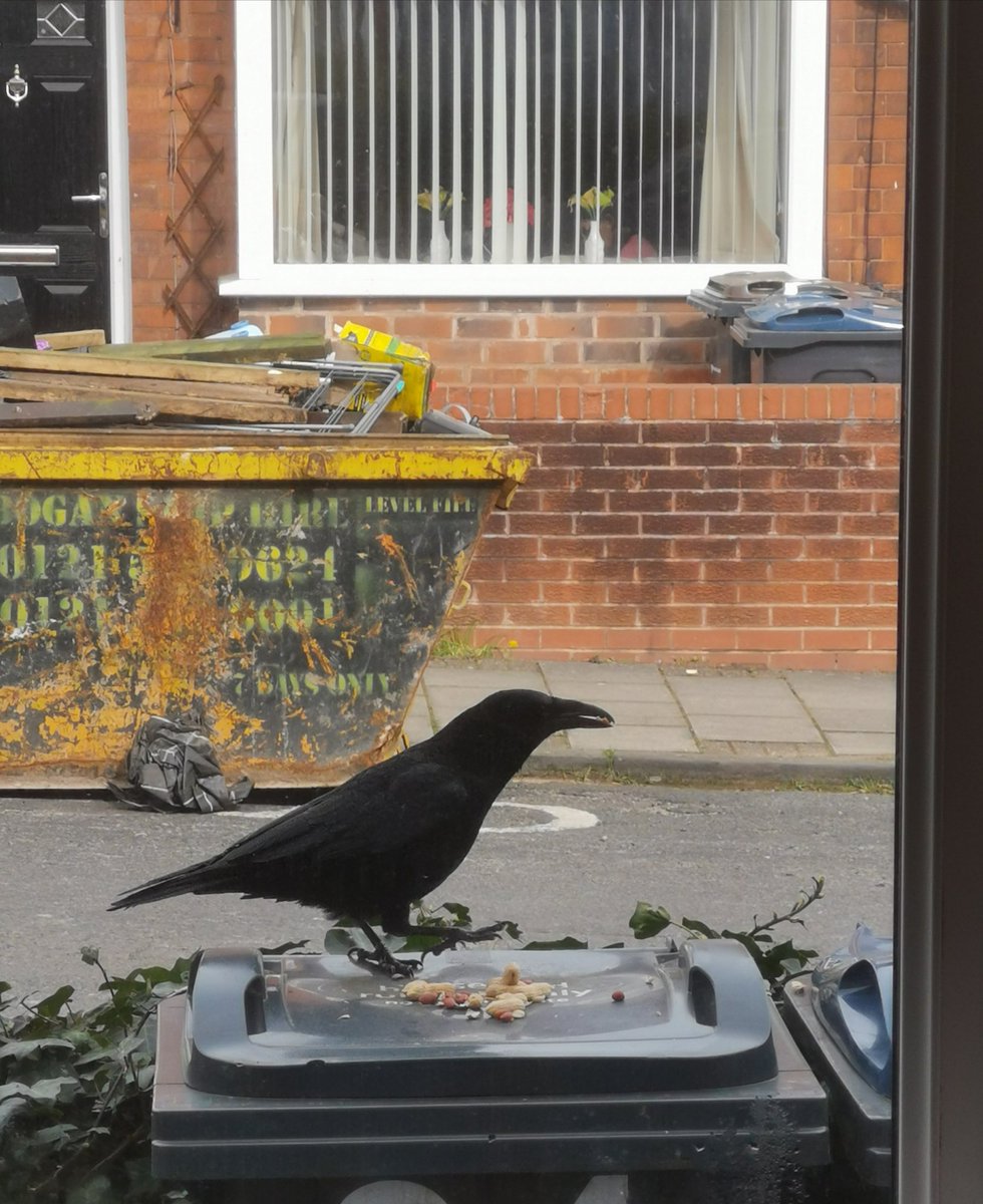 simonpjbest's tweet photo. Posting this again as I discovered from @chrisolivegreen that it is International Crow and Raven Appreciation Day. Crows are such beautiful and intelligent birds with an underserved negative reputation. #ProCrow https://t.co/JccIVKFB6O