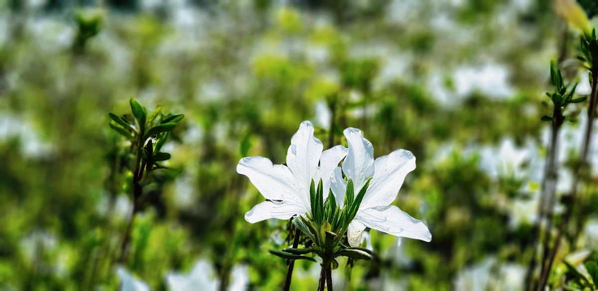hanjanara tweet picture