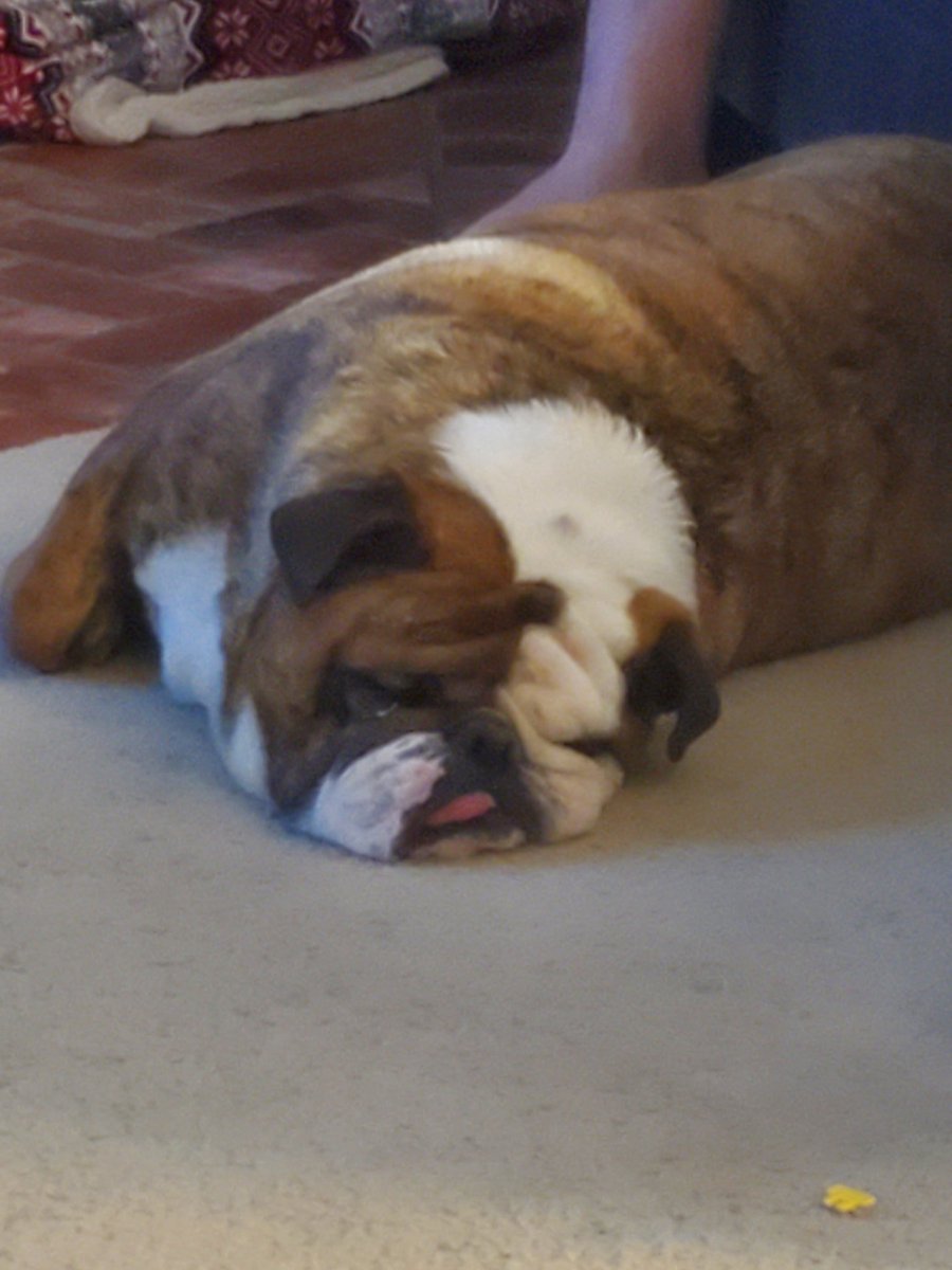 My dog melted😂😂😂