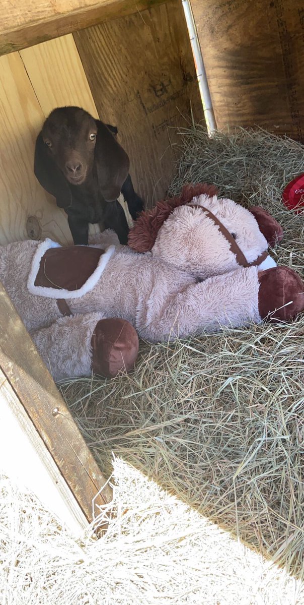 grove_ffa's tweet photo. The Pet of The Day today is Baby. She is a week old boer nanny bottle baby. Her owner is Marlee Elrod #babygoat #ughs #petoftheday https://t.co/QZzt3N0dBF