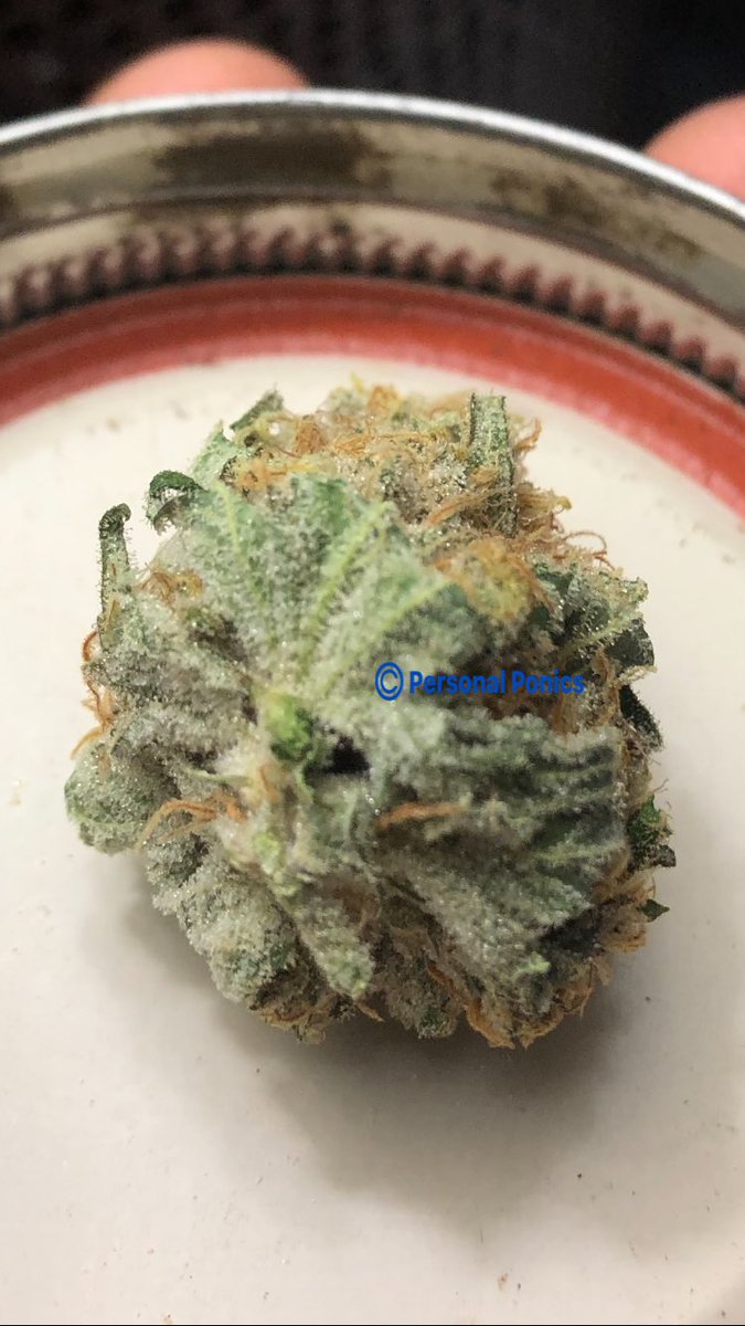 personalponics's tweet photo. From a ponic lab! π€π€ππ₯#dcgrow #weed #gaslight #organic #fuckaround #poniac #hightimes #hydro @officialLiltate π https://t.co/p41NmQvXvO