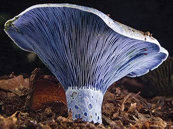 Biodiversity_Mx's tweet photo. El #HongoAzul (Lactarius índigo) Es un hongo comestible de color azul, que debe su color al pigmento químico llamado azuleno. Hábita en los bosques caducifolios y de coníferas desde el Norte hasta el centro de América y el este de Asia. En México habita el Centro y Occidente. https://t.co/Gh7snkDvWS