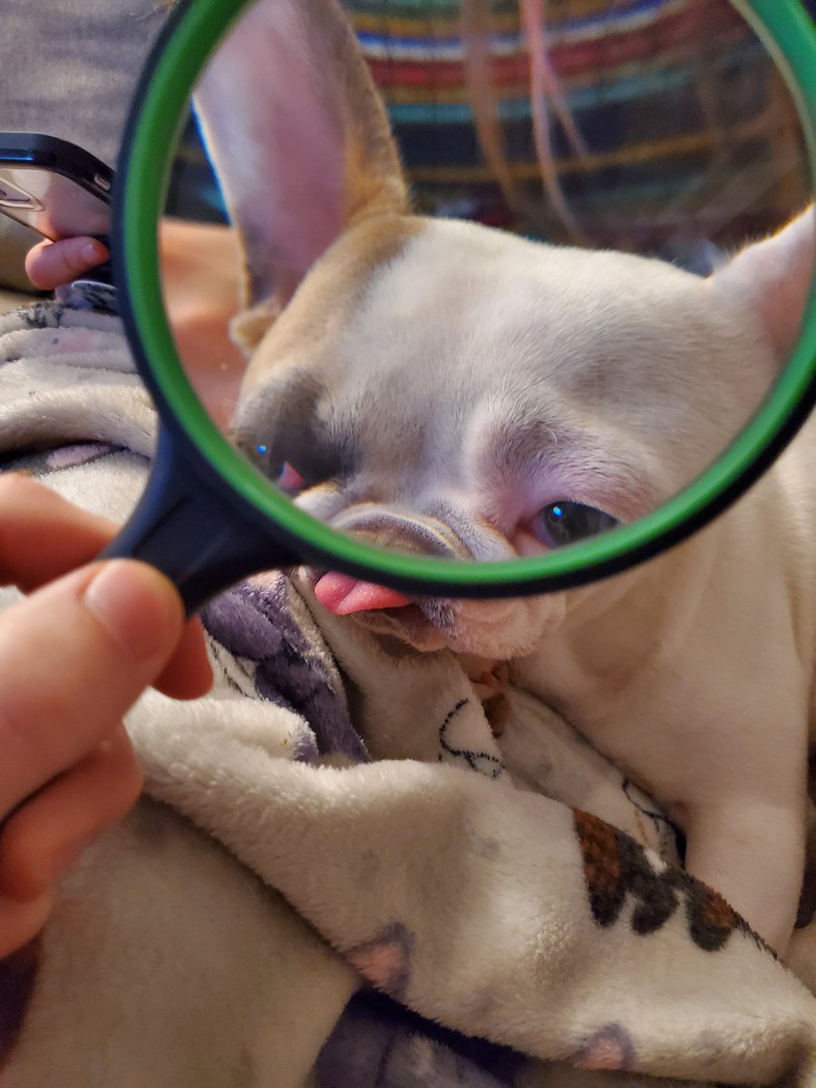 severaldees's tweet image. Macro blep