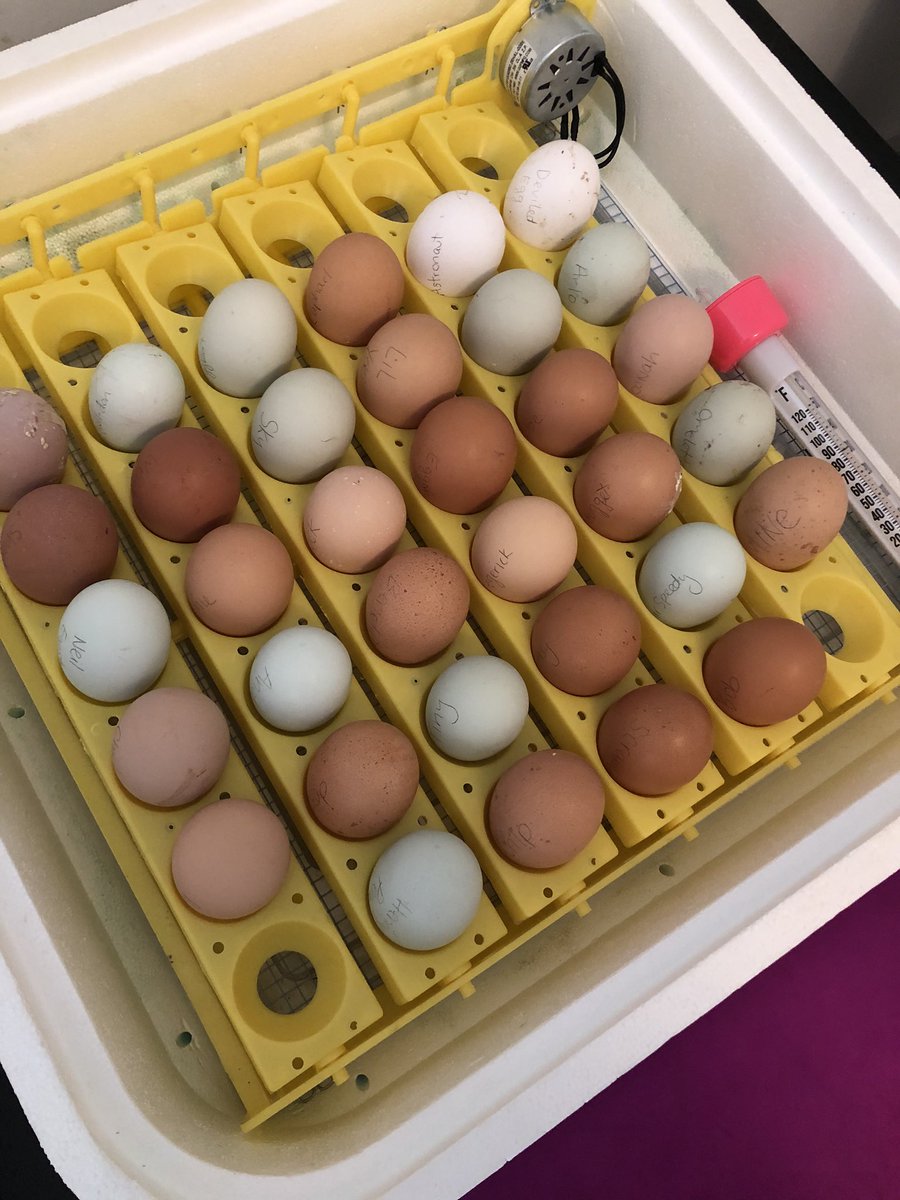 CHallScience116's tweet photo. Hatchin’ with Hall! Today is day 1 of incubation with the eggs! Hand picked from the farm and ready to go! Follow along for the whole 21 days to watch our baby chicks hatch 🐣 https://t.co/8FnXE2Py5O