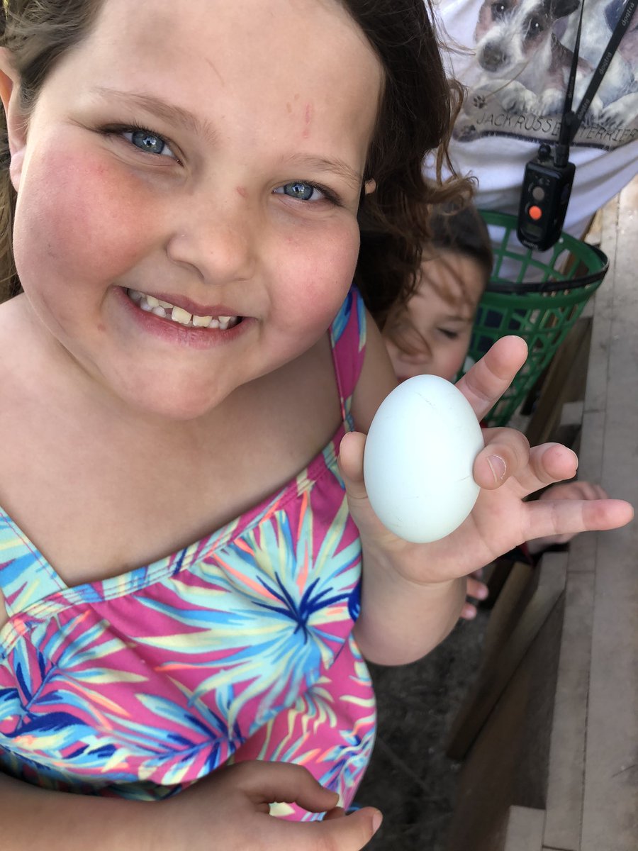 CHallScience116's tweet photo. Hatchin’ with Hall! Today is day 1 of incubation with the eggs! Hand picked from the farm and ready to go! Follow along for the whole 21 days to watch our baby chicks hatch 🐣 https://t.co/8FnXE2Py5O
