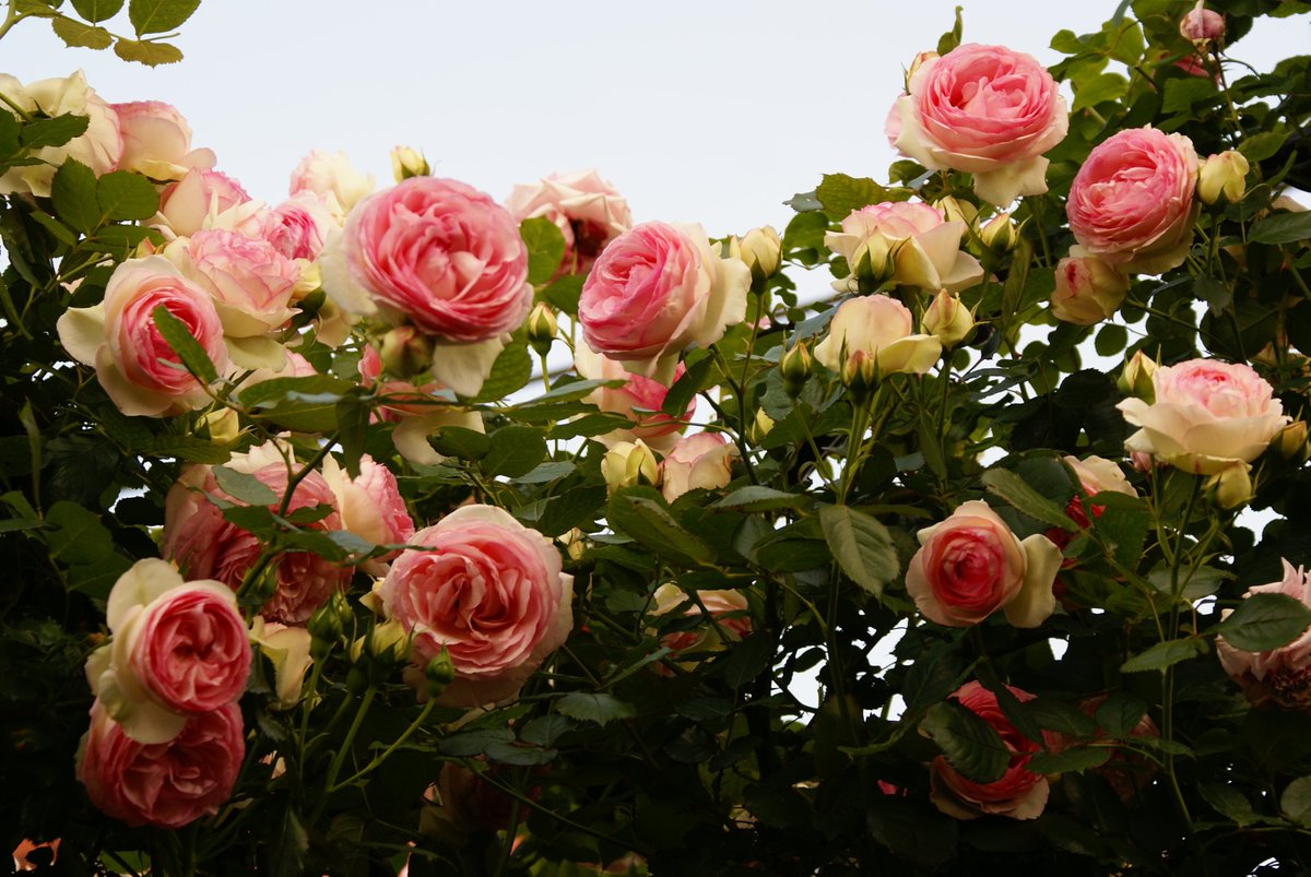 柘榴さんちの薔薇のお庭 Togetter 柘榴さんちの薔薇のお庭 Togetter
