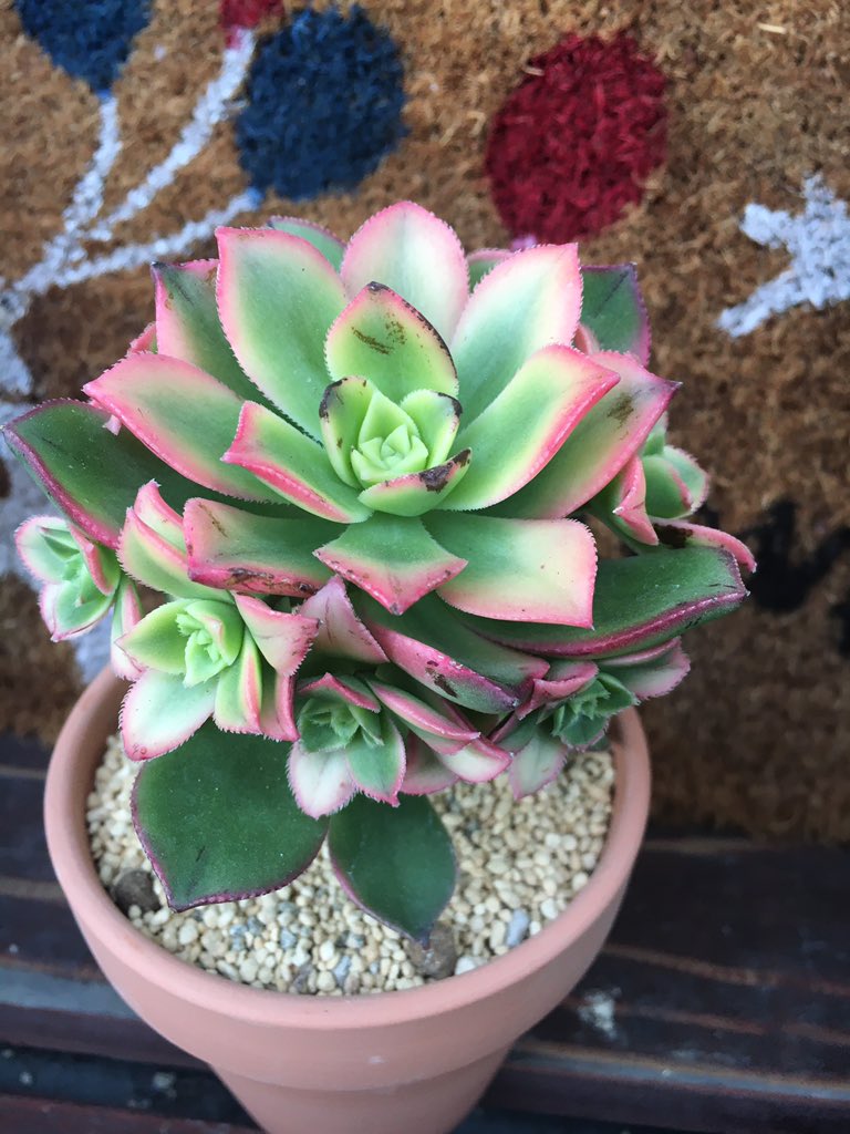 しーたん D3jf6f9wdpw6w4c Twitter