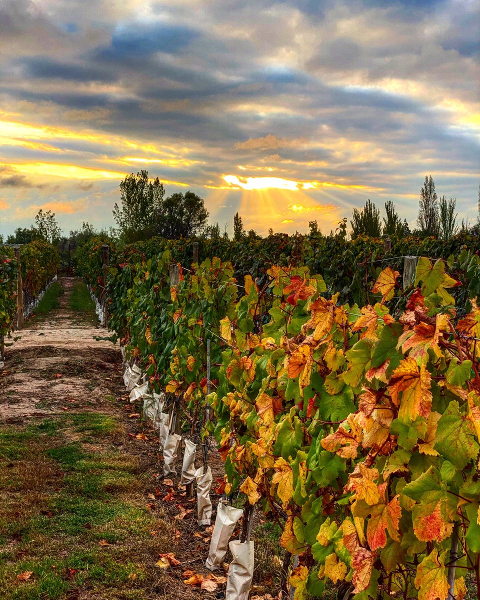 Apenas tibio #mendoza #malbec