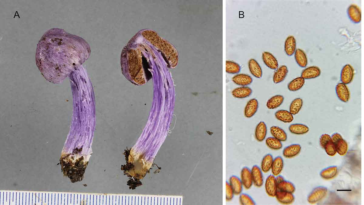 MSAFungi's tweet photo. rDNA sequences were generated of the type of #Cortinarius porphyroideus, leading to the recognition of this species being rare and the description of 4 morphological similarity but phylogenetically distinct #NewSpecies. https://t.co/31unfDxk8d #crypticdiversity 🍄🇳🇿 https://t.co/QukCeuA9oZ