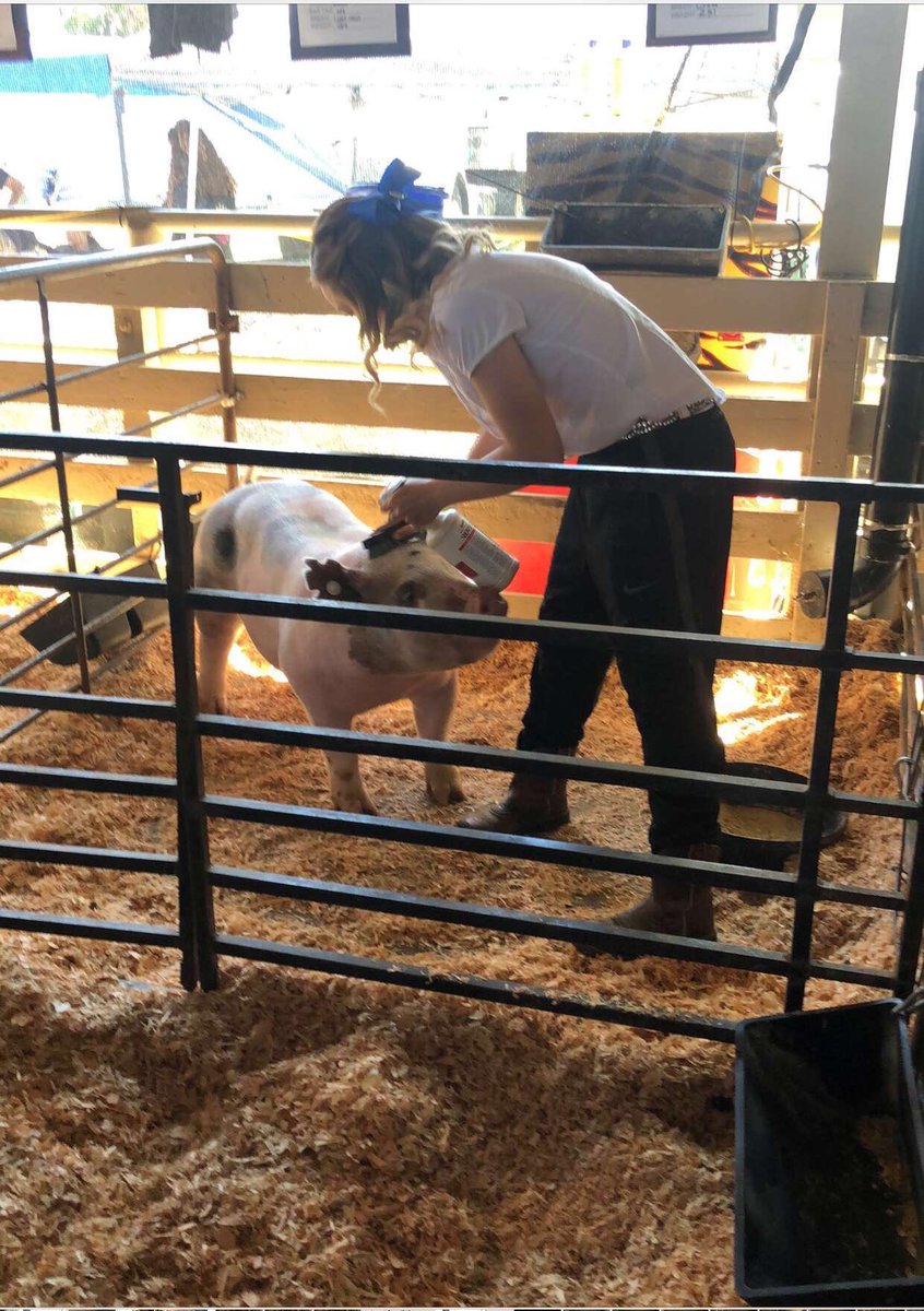 Hailey01456870's tweet photo. 2019 May Day Fair memories!💛#TigerFairWeek #lbffa @LosBanosTigers https://t.co/OVWoo8g4M1