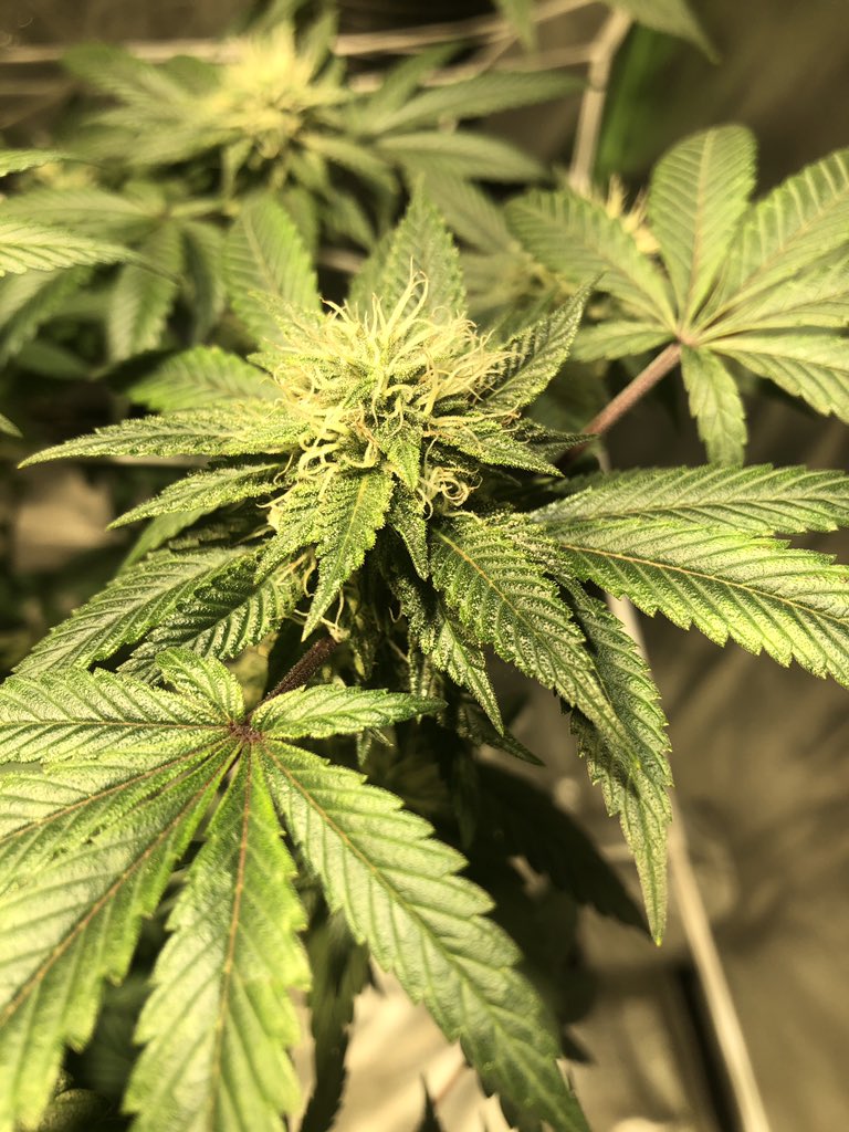 bradm_92's tweet photo. 6 weeks into flower and the tent finally gets another cob led grow light, even though she was growing strong with just 1 and an amazon led before... now time to find 2 more lol #cannabisculture #CannabisCommunity #420everyday  #growyourown #WeedLovers https://t.co/bjnJwdJI0G