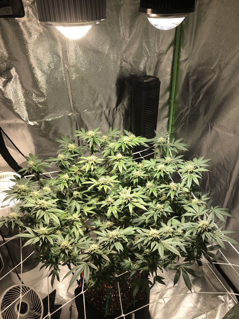 bradm_92's tweet photo. 6 weeks into flower and the tent finally gets another cob led grow light, even though she was growing strong with just 1 and an amazon led before... now time to find 2 more lol #cannabisculture #CannabisCommunity #420everyday  #growyourown #WeedLovers https://t.co/bjnJwdJI0G