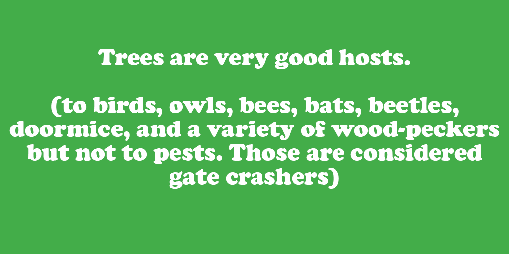 TreePeople_org's tweet photo. Constantly living with a lot of different beings can be hard. Here's how trees deal with it. #treepeople #findyourtree https://t.co/QD4AJqV1Rm
