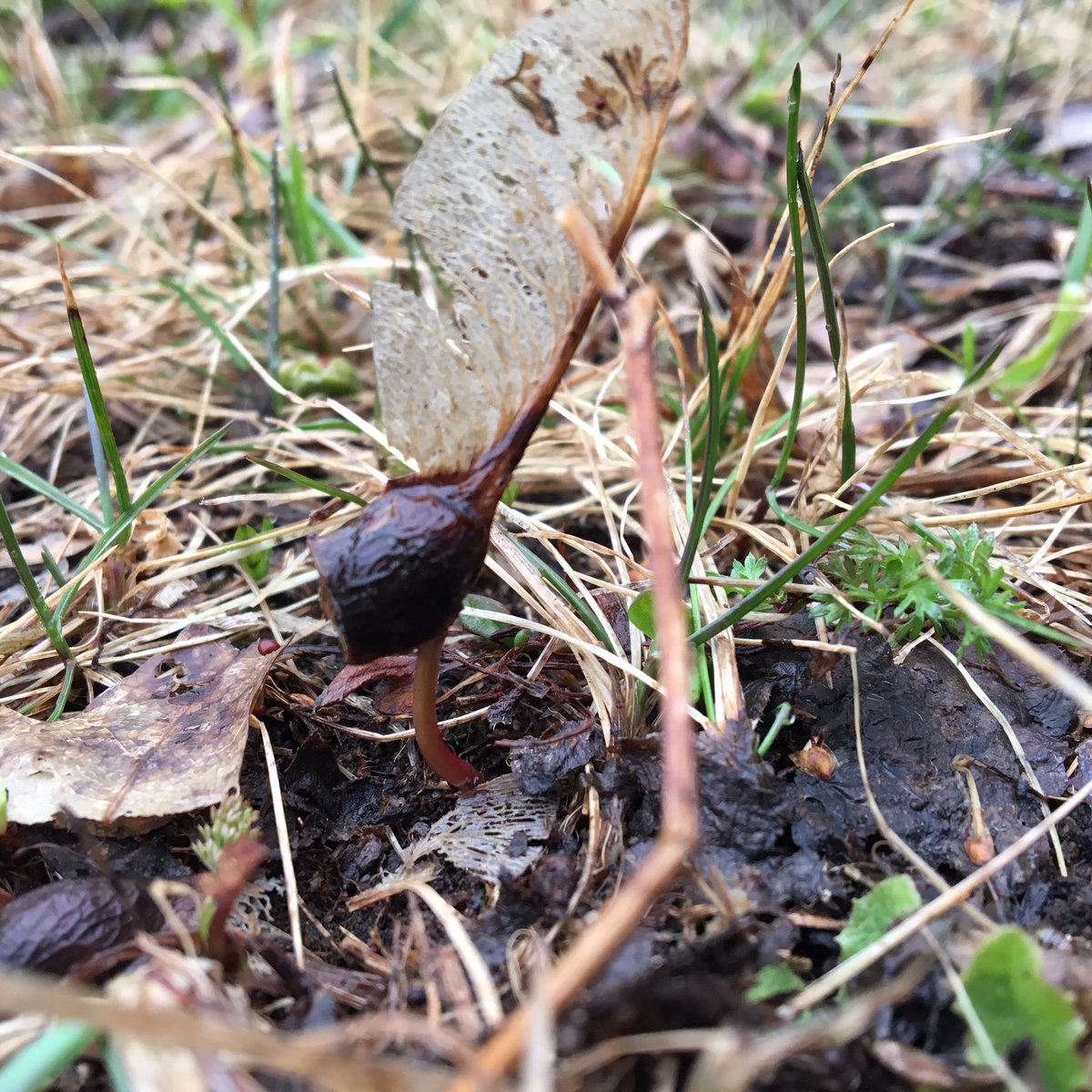 Hey kids...if you’ve ever seen those maple seeds that fall like helicopters in Autumn, this is what it looks like when they sprout in Spring!
#remotelearning #STEM #backyard #Science #NaturePhotography