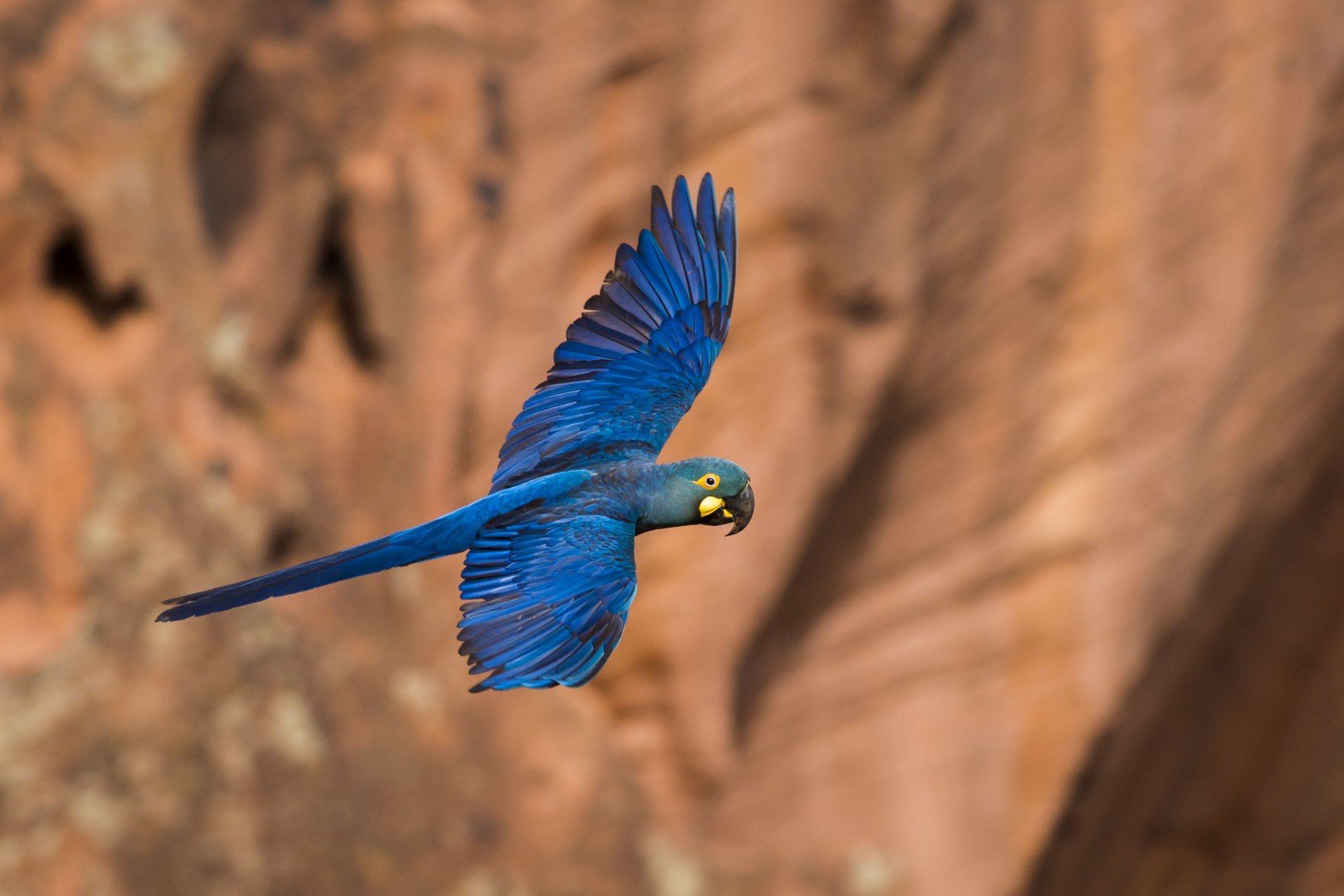 Twitter 上的parrot Of The Day Parrotsatoz Indigo Macaw Anodorhynchus Leari Aka Lear S Macaw At The Estacao Biologica De Canudos Lear S Macaw Reserve Bahia Brazil Pic By Claudia Brasileiro Via Macaulaylibrary T Co Gzyqvqmwgs Twitter 上的parrot Of The Day Parrotsatoz Indigo Macaw Anodorhynchus Leari Aka Lear S Macaw At The Estacao Biologica De Canudos Lear S Macaw Reserve Bahia Brazil Pic By Claudia Brasileiro Via Macaulaylibrary T Co Gzyqvqmwgs