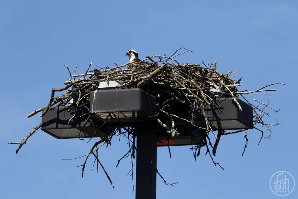 fishguyphotos's tweet photo. It does not take long for nature to take back the environment once we are gone. This osprey has made it's home on a light post in the parking lot of a vacant building in Riverhead
.
.
.
#osprey #birdofprey #fishhawk #naturetakingback #birdnest #bird #bir… https://t.co/Z3fgyQXmvJ https://t.co/4ZApKqeZas