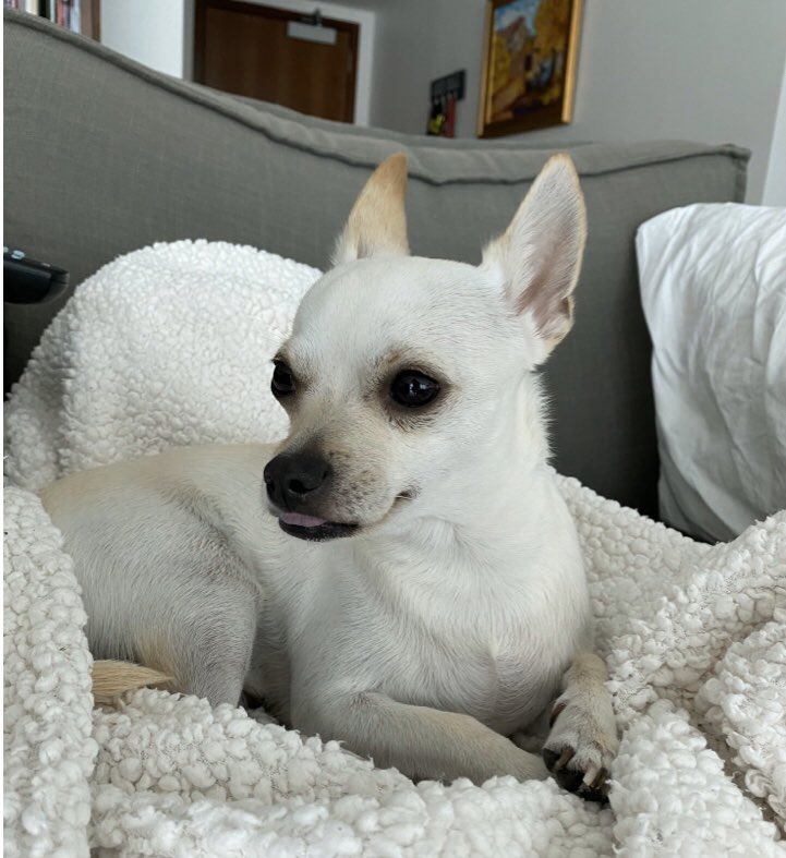 fairy_pet's tweet photo. It takes a lot of work to look  this cute, but it’s totally worth it!  #dogsoftwitter https://t.co/oh84uZYhG1