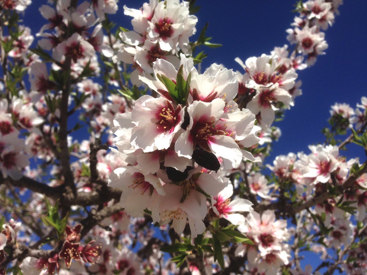 intradosstd's tweet image. A veces el entorno compensa el esfuerzo. Medición de parcela rústica de 35.000 m2 #topografía #mediciones #midiendoparcelas #suelorustico #ordenandocosasdelagente #castalla #topography #measurements #leicageosystems @LeicaGeosystems