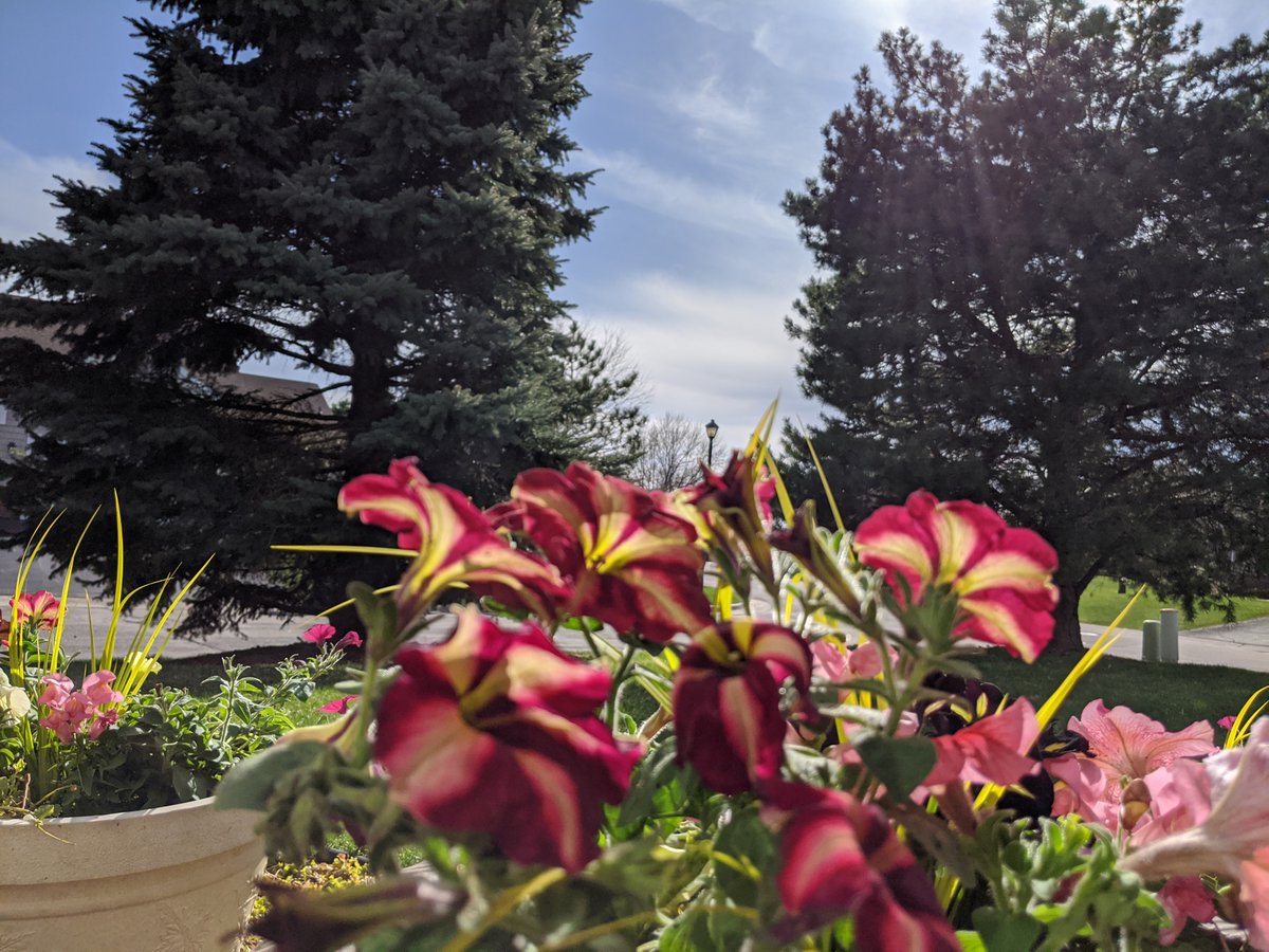 Rose’s Daughters (Roses_Daughters) Twitter