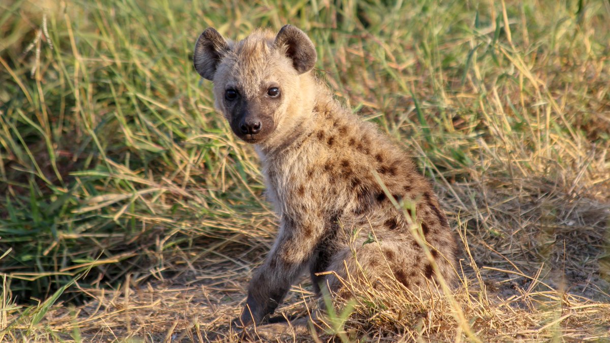 Apparently it's  #HyenaDay! Who wants to hear about my very favorite hyena, Grace O'Malley? I got to know O'Malley as an RA for  @MaraHyenas and her story is pretty incredible. (this thread contains hyena drama, an Irish pirate, cute photos, sad photos, and a happy ending)