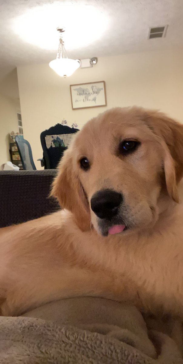 BakerTheGolden1's tweet photo. @GoldretrieverUS @goldenlily2017 Baker says “Sometimes you just gotta let it hang.” #toungeouttuesday #dogcelebration #dogsoftwitter https://t.co/H0FrnBvzq3