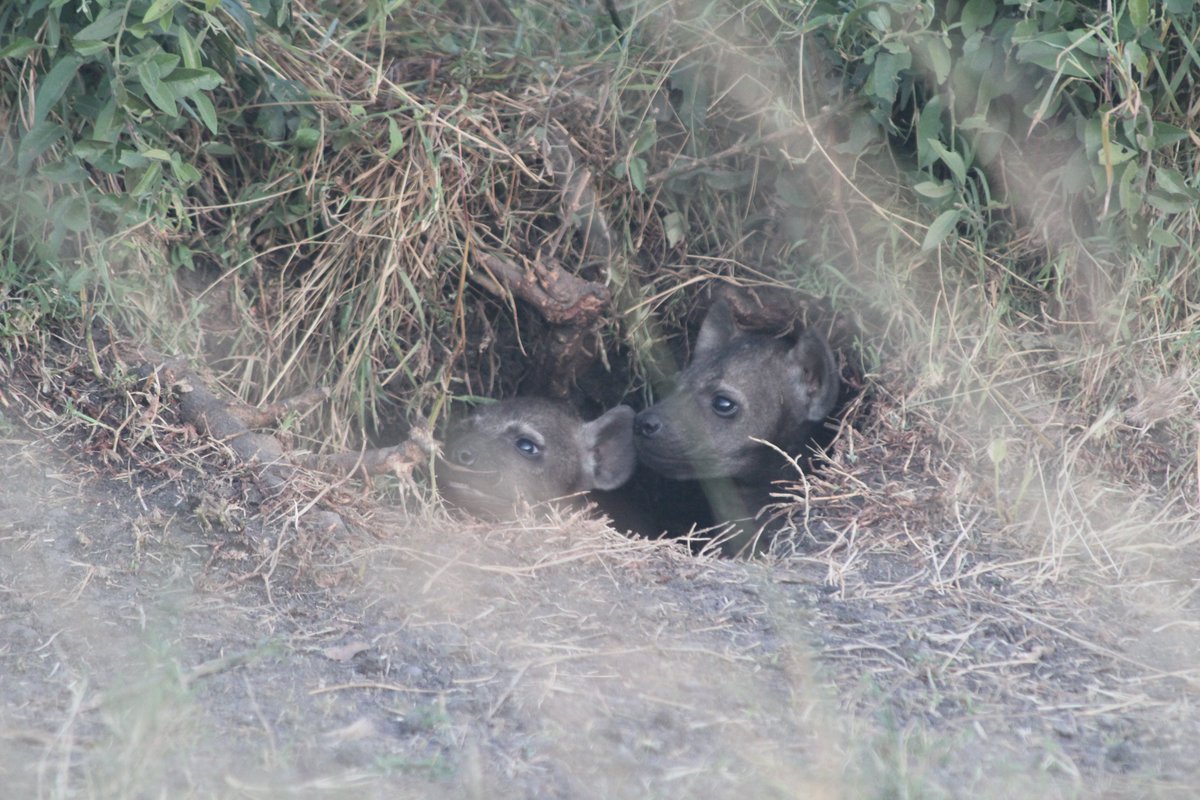 We spent those 3 months driving in circles around Happy Zebra's territory praying we'd find literally any hyenas who could lead us to the den. One day in February we stumbled on a glorious sight: babies! babies for days! Crammed into a den like clowns in a clown car.