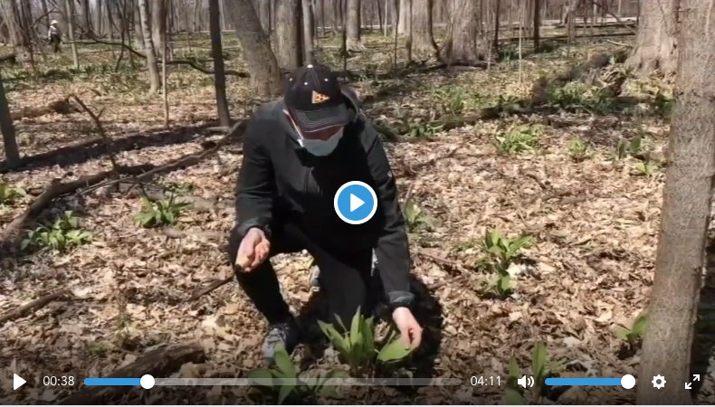 LakeCookAudubon's tweet photo. Watch @stevedolinsky forage for ramps on public lands. "They're everywhere" he exclaims as people illegally pillage forest preserves.

Clearly, you're not on private property, Steve. There's somebody walking a trail behind you. Where are you exactly? https://t.co/kg1WnOxlW4