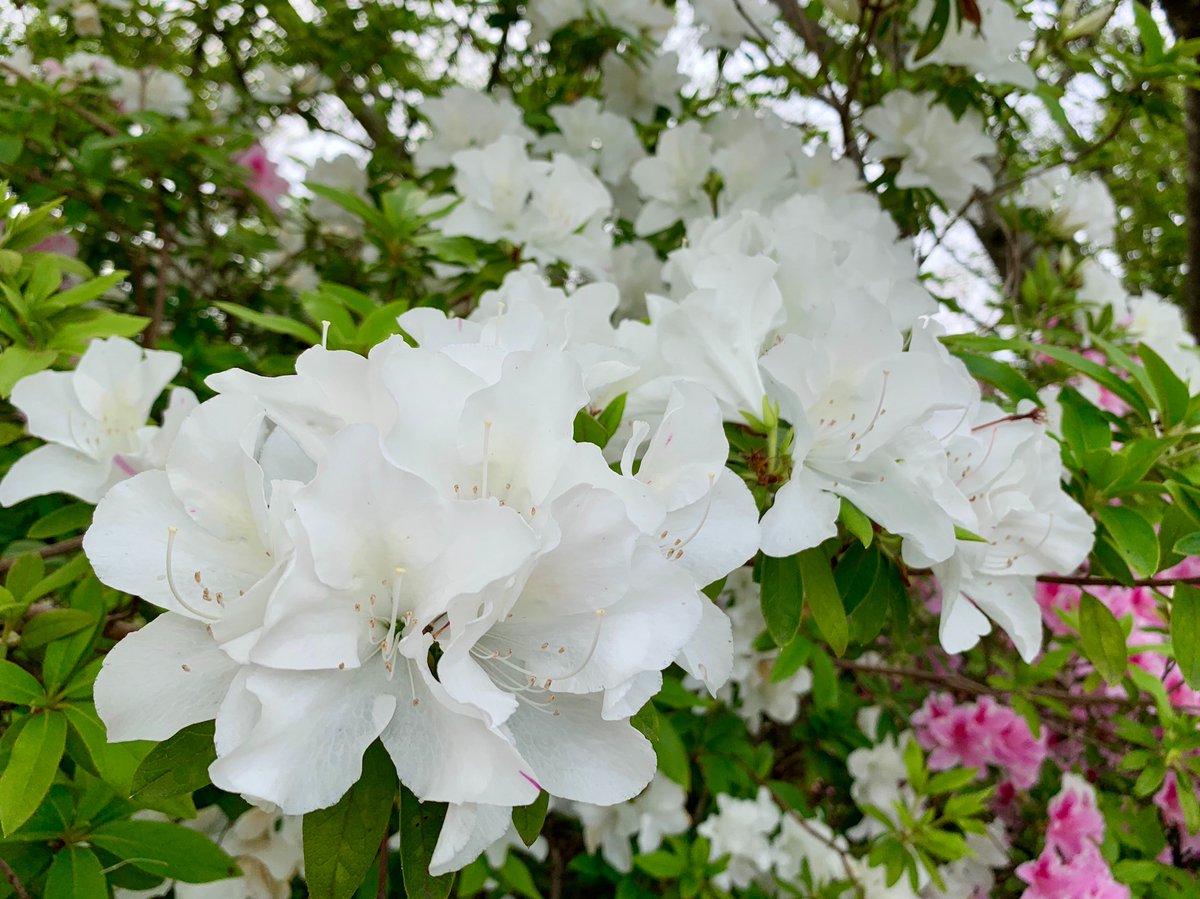 Cloudsailor 星羅の一日一花 ツツジ 躑躅 ヒラドツツジ 平戸躑躅 の園芸品種であるオオムラサキ 大紫 がよく見られる 大輪 品種が多い ツツジ科ツツジ属 Rhododendron Pulchrum Flowers Fleurs