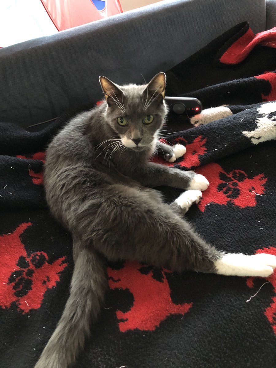 BfloSkyeCat's tweet photo. It might be late April but I still enjoy my heated blanket. #buffalo https://t.co/Wkm4xalnEn