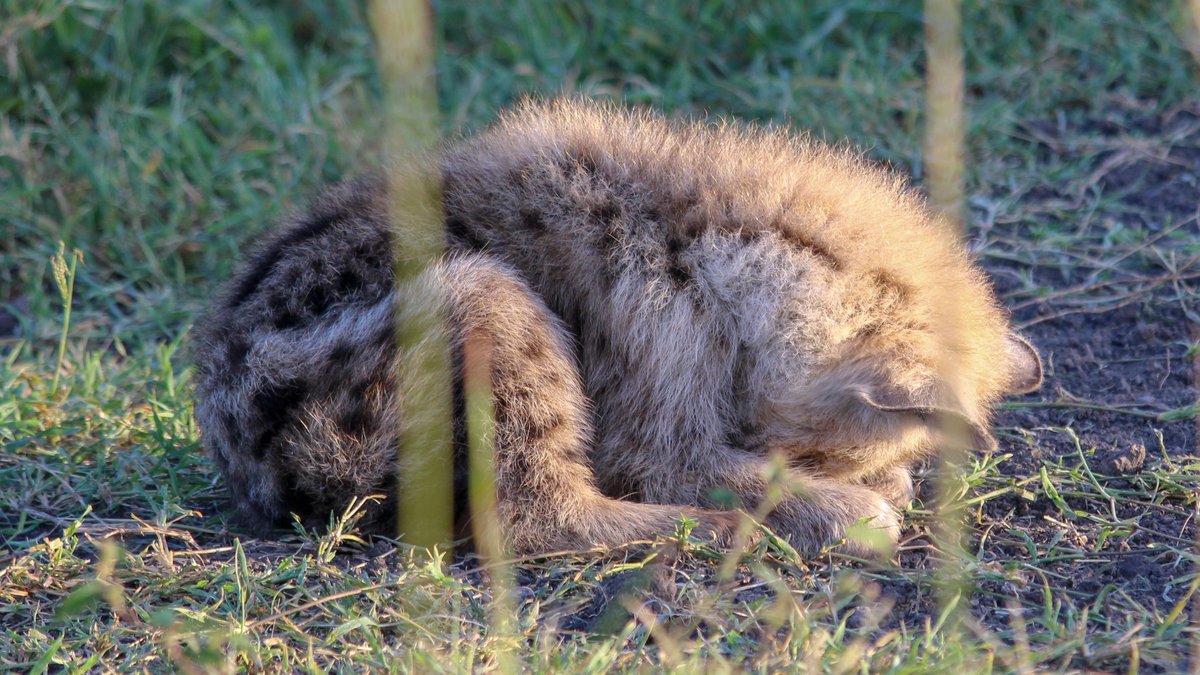 After a couple months, something went wrong. O'Malley got really sluggish and skinny. She wouldn't play with the other cubs anymore, and spent most of her time curled up in a little ball. We realized we hadn't seen her mom at the den in a couple weeks, and started to worry.