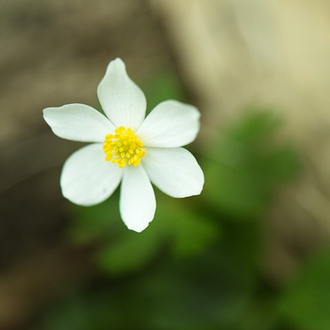 yscha58 tweet picture