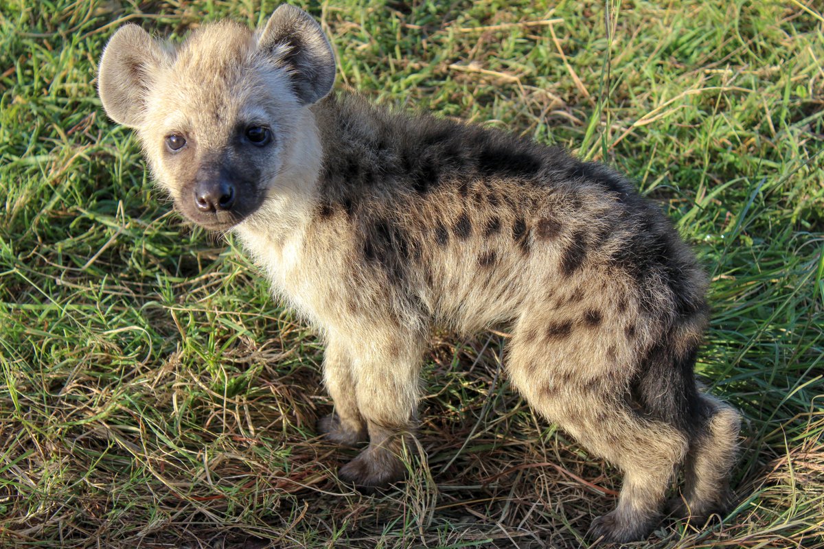 Part of being an animal researcher is witnessing death. It's an inherent part of life that we can't change or affect, we can only watch and record. I'd seen plenty of death, but witnessing a cub wasting away like this was heartbreaking.