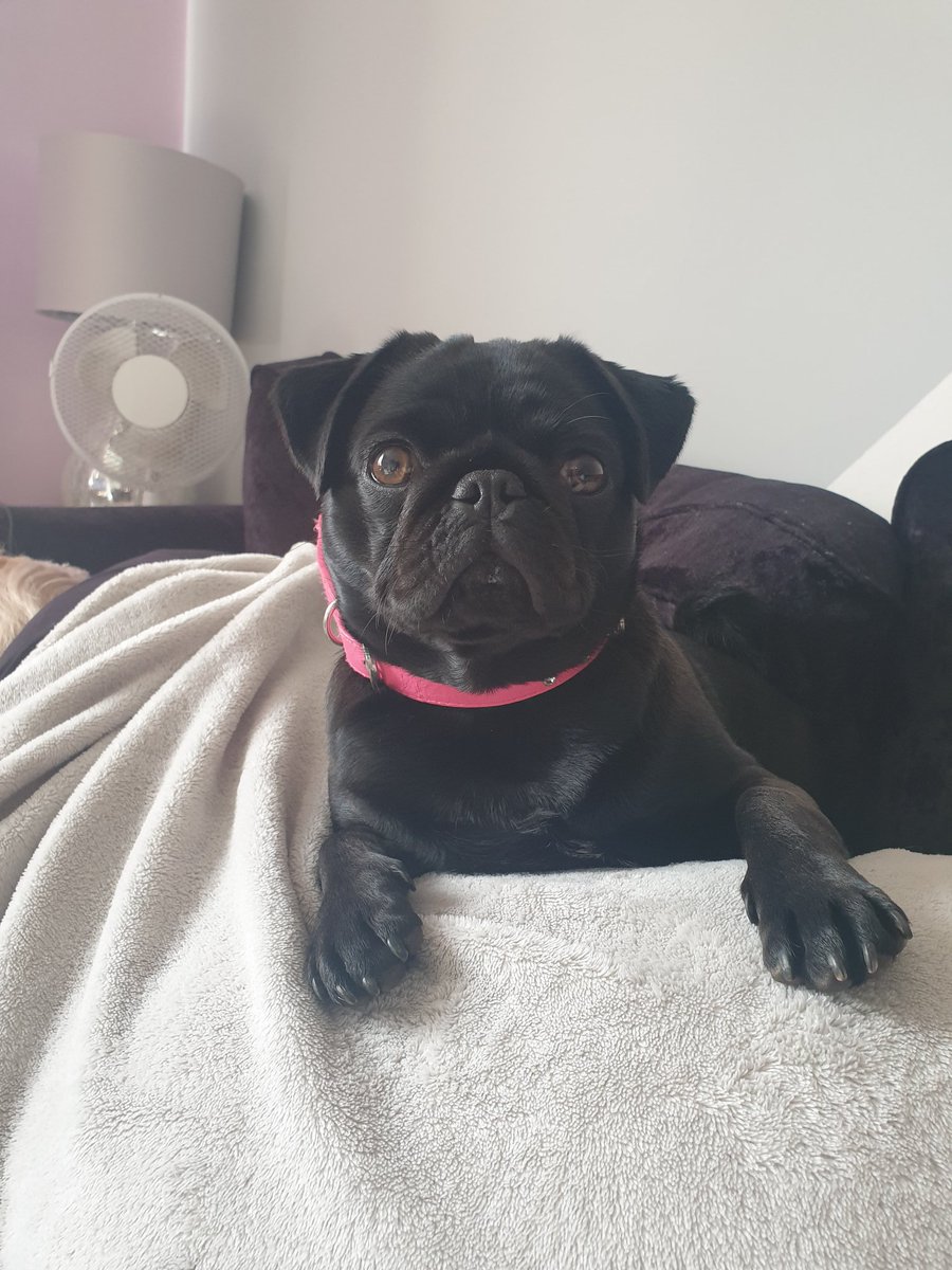 THFCdan's tweet image. My little lollie now ❤