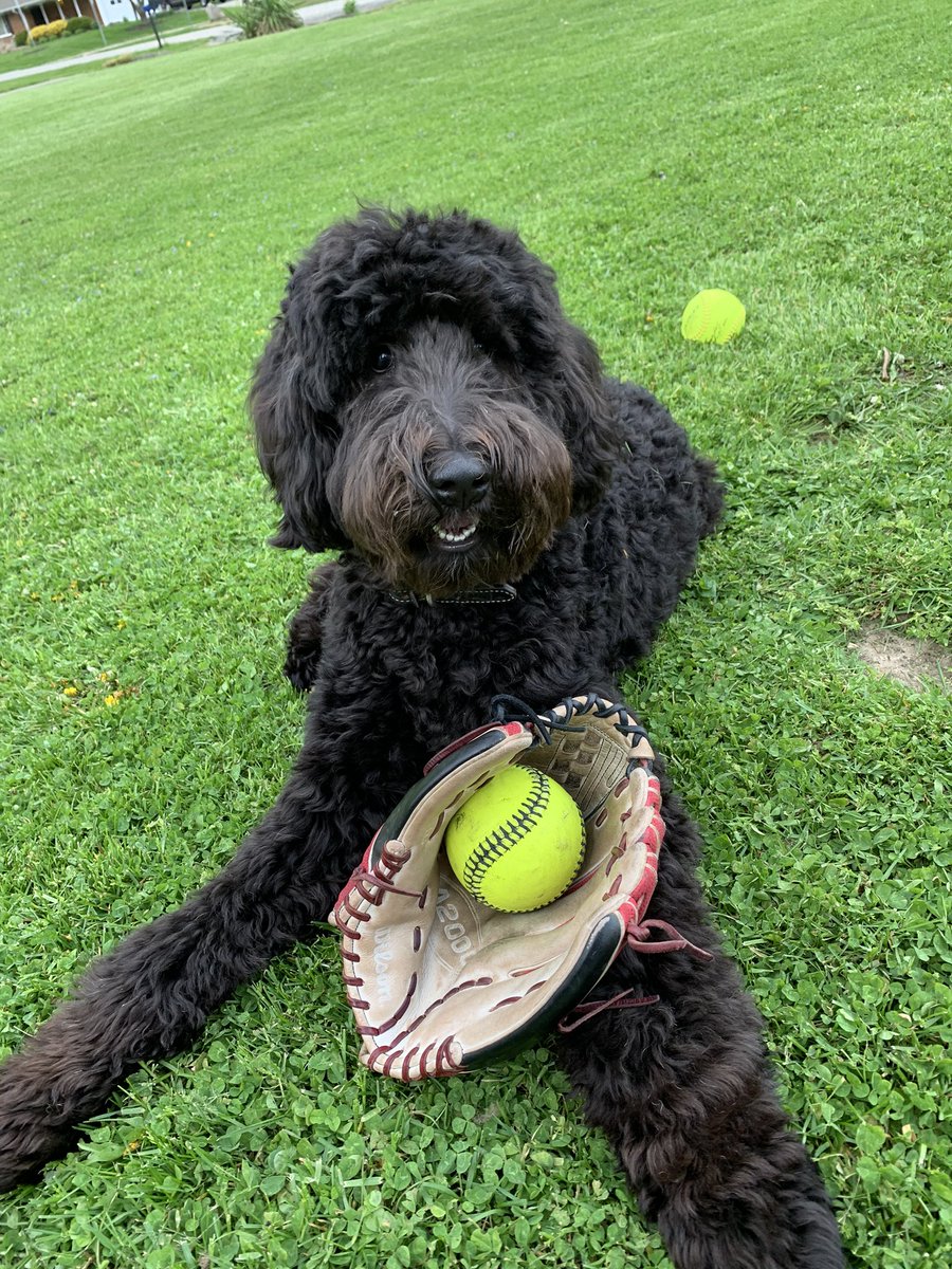 Tatum_Rickert's tweet photo. Had to get some work in! But Iโm glad to have my biggest fan beside me! #coronavirus #softballdogs #softball #pitcher #workingfromhomelife https://t.co/1fTJEUXaZ3