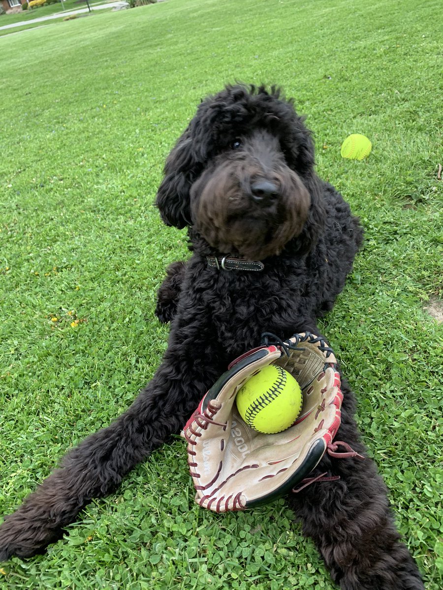 Tatum_Rickert's tweet photo. Had to get some work in! But Iโm glad to have my biggest fan beside me! #coronavirus #softballdogs #softball #pitcher #workingfromhomelife https://t.co/1fTJEUXaZ3